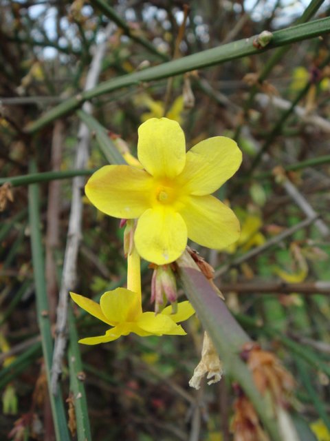 Jasminum nudiflorum fleur P5